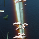Pigs from a hog farm near Trenton, NC, wait for rescue after Hurricane Floyd landed near Cape Fear in 1999 and caused lagoons to overflow.
